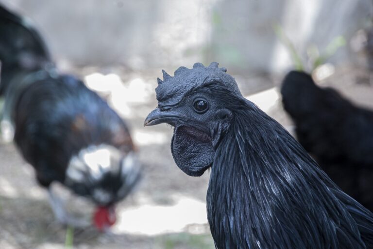 Black Chicken Meat: Unusual Eats: Exploring Black Chicken