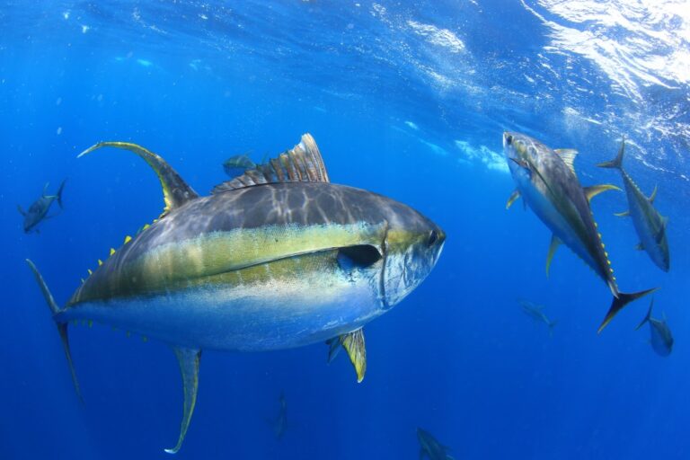 Yellowfin vs Yellowtail Tuna: Tuna Talk: Differentiating Tuna Varieties